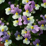 Nemesia Neminio Up Pink Lemon